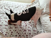 Puppy Shirt Teacup Dog-Vest Yorkie-Bulldog Dogs Pawstrip Summer Pet Small for Teddy