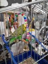 Swing-Toy Perch Beads Bird-Supplies Parrots Wooden Hanging Natural with Colorful