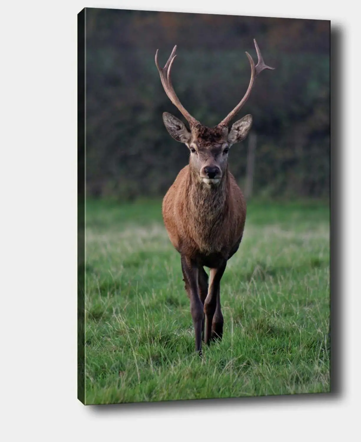 

Brown Horned Deer on Nature Canvas Print Painting Pictures Posters And Prints For Living Room Home Decoration Wall Art No Frame