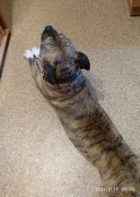 Leash-Set Lead Pet-Collars Dogs Pitbull Small Walking Real-Leather Personalized And 