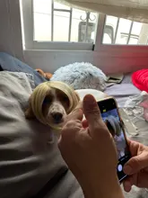 Buqi-flequillo falso para mujer adulta, pinza con flecos, flequillo, negro, marrón, Rubio, accesorios para el cabello