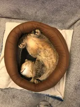 Mochila portamascotas para perros y gatos pequeños, producto de viaje al aire libre, para mascotas, Chihuahua, Pug, cachorro de Yorkshire Terrier