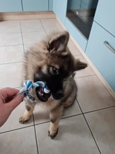 Truelove-bolsa de viaje portátil para aperitivos de perros, Entrenamiento de mascotas reflectante con Clip, fácil almacenamiento, dispensador de Bolsa para popó