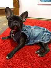 Chaqueta vaquera para perro, chaqueta vaquera azul con cara bonita, chaleco, ropa para cachorros, ropa de 6 tamaños