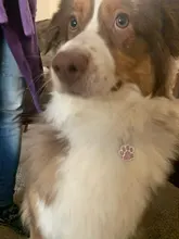 Etiqueta de identificación del perro de mascota grabado gratis, etiqueta personalizada para gato, cachorro, Collar para mascota, accesorios para perros, colgante de etiquetas de nombres antipérdida