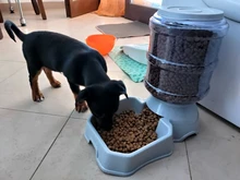 Alimentadores automáticos de Gato de 3.8L, fuente de agua para gato, alimentación con biberón, cuencos, dispensador de agua para gatos