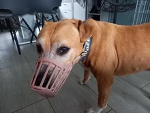 Bozal ajustable para perros de compañía, 7 tamaños, cesta de plástico resistente, diseño antimordedura, máscara bucal para perros y gatos 35, 1 Uds.