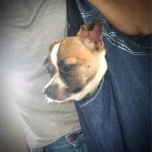 Sling Hand-Carrier-Bag Denim-Material Pet-Dog Blue Retail