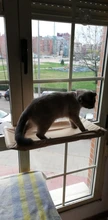 Cama que cuelga de la ventana para mascotas, 20kg, hamaca para gato y mascota, asiento tipo estante