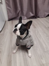 Small Dog Clothes Winter Warm Pet Dogs Coat Jacket Puppy Cat Outdoor Clothing Hoodies