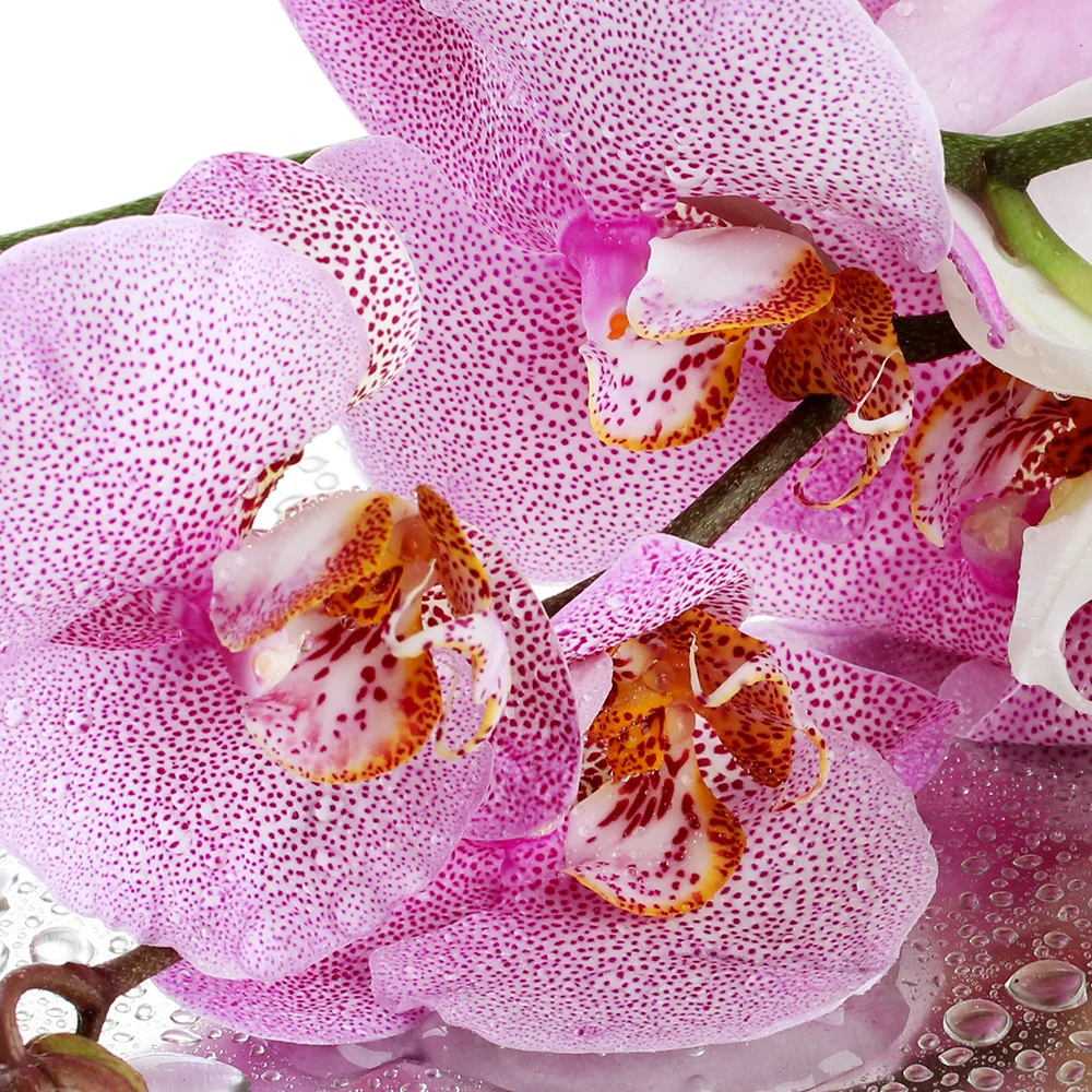 Orchid with drops flowers, branch orchid. Modular painting on canvas 3 module, triptych. The Picture in the bedroom, hall, living room, kitchen