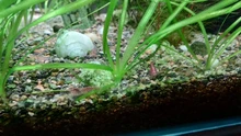 Aquarium Shrimp Natural-Spinach Food Crystal Red 35g Mixed-Ingredient Hot-Sale