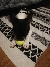 Tennis-Ball Shock-Absorber School-Training Professional for Club Reinforced-Rubber Durable