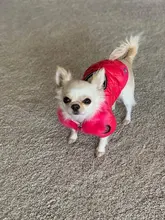 New Arrival Noble Pet Dogs Winter Vest Coat Fur Collar Russia Classic Dogs Clothing Soft