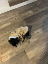 Chaqueta con capucha para gatos domésticos y perros, abrigo cálido para invierno, para perros medianos y pequeños, Chihuahua, ropa ligera