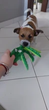 Juguete de peluche suave con 8 patas de pulpo para perros, juguete interactivo para jugar al aire libre, con sonido sonoro, juguete dental para masticar