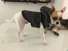 Pet-Dog-Clothes Jackets Coat Pets-Products Puppy-Cat-Clothing Pug-Outfits Small Dogs