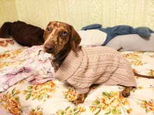 UFBemo Knitted Cable Dog Sweater Dachshund Cat Pull Chien Teckel Clothes Christmas Winter