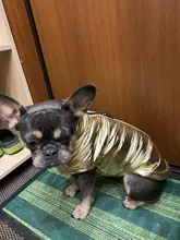 Coat Jacket Vest Bulldog-Clothing Puppy Dogs-Chihuahua French Waterproof Large Winter