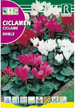 

Mixed giant PERSIA cyclamen flowers