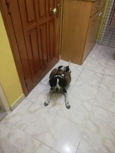 Vest Dog-Harness German-Shepherd Dogs Pet-Military-Training Molle Tactical Medium 