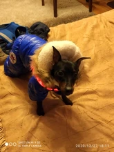 Arnés de seguridad LED de nailon para mascotas, producto para perro, Con luz intermitente, correa, Collar, chaleco, suministros para mascotas