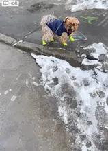 Zapatos antideslizantes para mascota de perro de lluvia, botas de goma impermeables para chihuahua, calzado para exteriores, calcetines para perro
