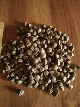 Moringa Oleifera de alta calidad