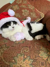 Pet Dog Cat Costume Christmas Antlers Hat Cloak Halloween Disguise Clothes For Cats Small