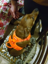 Truelove Pet Dog Harness Large Small For Pitbull Reflective Safety Harness For Dogs