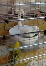 Water-Dispenser Fountain Cat-Drinking-Water Automatic New Intelligent Circulating