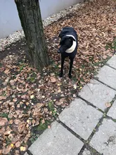 Jacket Clothing Coat Greyhound Waterproof Dog Dogs Large Super-Warm Medium Thick 