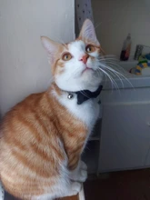 Collar de gato de terciopelo con lazo liso para cachorro, Chihuahua, con campana, hebilla de seguridad ajustable, pajarita para gatos, accesorios para mascotas