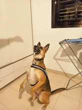 Arnés transpirable reflectante sin tirones para perro, chaleco de arnés de mascota ajustable con parche personalizado de identificación, suministros para caminar al aire libre