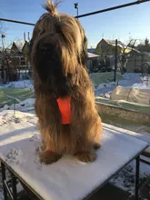 Truelove Pet Dog Harness Large Small For Pitbull Reflective Safety Harness For Dogs