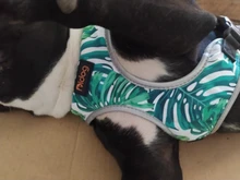 Arnés de Bulldog Francés transpirable para perros pequeños y medianos, chaleco para gatos, entrenamiento para caminar