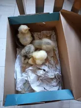 Incubadora de huevos de 220V, incubadora de codornices para aves de corral, herramientas de incubación automática