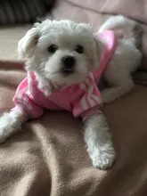 Adidog-ropa para perros pequeños, chaqueta con capucha deportiva de invierno, suéter de algodón suave abrigado puro, Chihuahua de peluche, ropa para cachorros