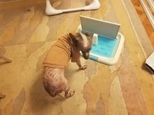 Potty Toilet-Mat Pee-Pad Pet-Toliet-Training Trainer Dog-Pad-Tray HOOMIN Portable 