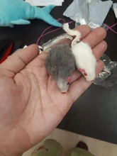 False-Mouse Simulation-Mice Noise-Playing-Toys Rabbit-Fur Kitten For Cats Pet-Supplies