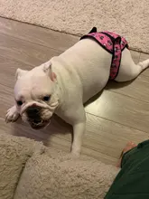 XS-XXL-Pantalones fisiológicos para perros, bragas sanitarias lavables para perros, pantalones cortos, ropa interior