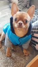 Hoodies Jacket Puppy French-Bulldog Small Dogs Waterproof Dog Chihuahua Winter Autumn