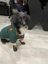 Pet-Dog-Clothes Clothing Coat Jacket Outfit Pets-Puppy-Costume French Bulldog Small Dogs