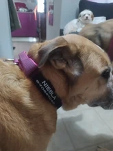 Necklace Name-Tags Dog-Collar KOMMILIFE Personalized For Dogs Nylon with Explosion-Proof