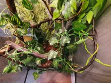 Vid Artificial reptil lagarto terrario decoración camaleones subir resto plantas hojas