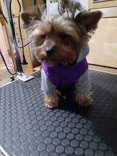 Hoodies Jacket Puppy French-Bulldog Small Dogs Waterproof Dog Chihuahua Winter Autumn