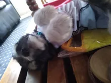 Barato Chaleco de verano para perro mascota perro para ropa de perros gato chaleco camisa perro ropa para perros traje Pequeño medio ropa para perro Chihuahua