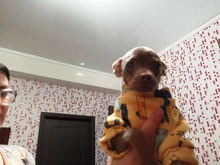 Traje para perros con estampado de animales, abrigo suave de algodón para mascotas, Jersey, camisa, chaqueta, suéter, ropa para mascotas