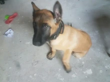 Collar táctico militar ajustable para perro, collares para perro y mascotas, correa de Control, Asa de entrenamiento, Collar de Gato para perros pequeños y grandes