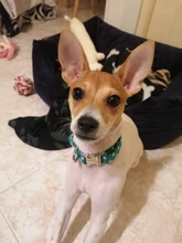 Collars-Tags Puppy-Dog-Collar Adjustable Personalized Medium Dogs Nylon Dot for Small